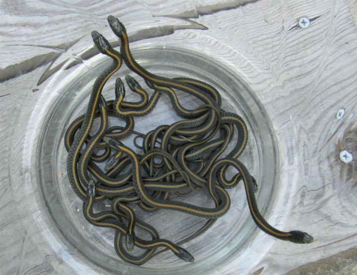 Santa Cruz Garter Snakes